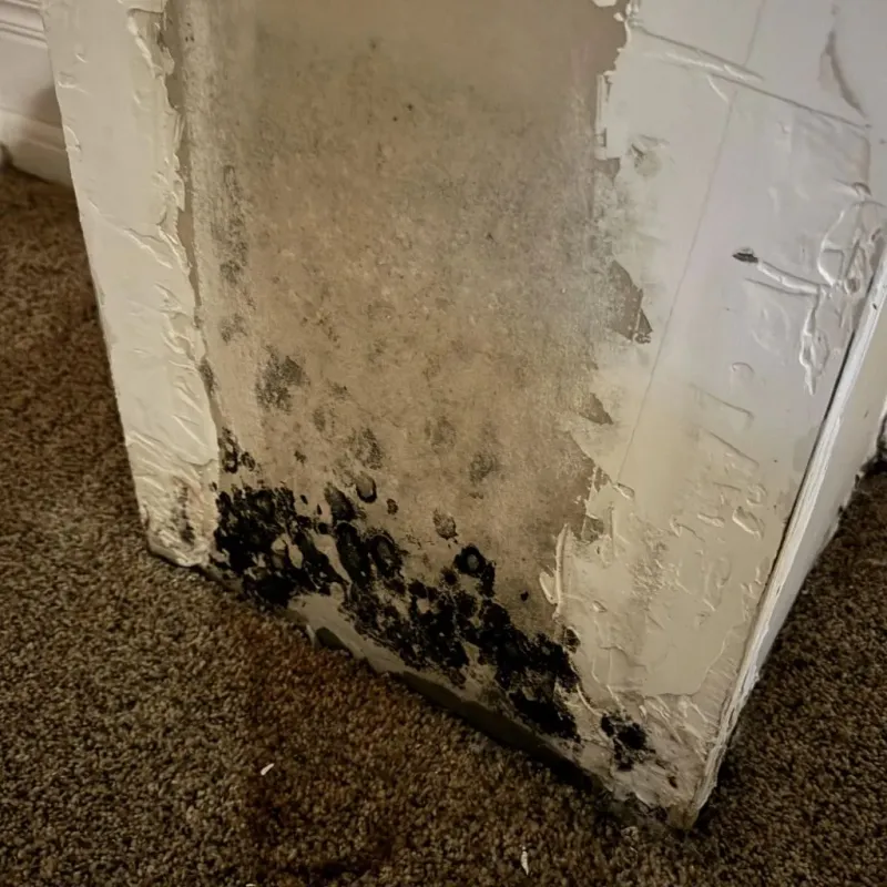 Professional Mold Removal in New Pekin, IN